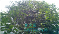 红花油茶果实-广西红花油茶果实价格 