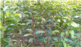 红花油茶嫁接苗2年苗 
