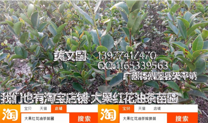 岑溪软枝油茶嫁接苗3号产量，软枝油茶嫁接苗3号销售 
