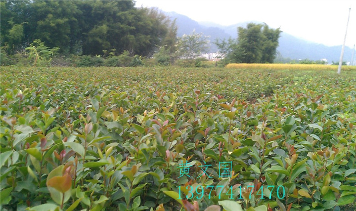 红花油茶实生苗-广西红花油茶实生苗价格 