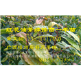 大果红花油茶嫁接苗-行情￥基地