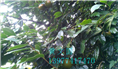红花油茶果实-广西红花油茶果实价格 