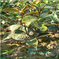 红花油茶实生苗-广西红花油茶实生苗价格 