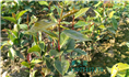 红花油茶实生苗-广西红花油茶实生苗价格 
