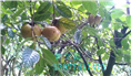 红花油茶果实-广西红花油茶果实价格 