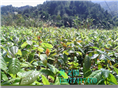 红花油茶嫁接苗1年苗 