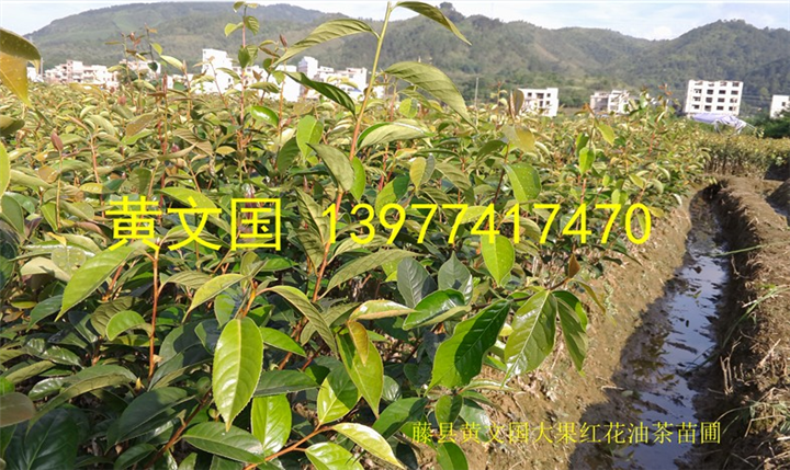 大果红花油茶嫁接苗-红花油茶嫁接苗 