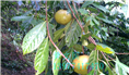 红花油茶果实-广西红花油茶果实价格 