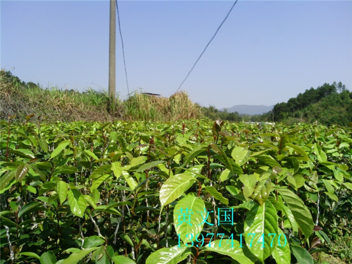 红花油茶嫁接苗1年苗 