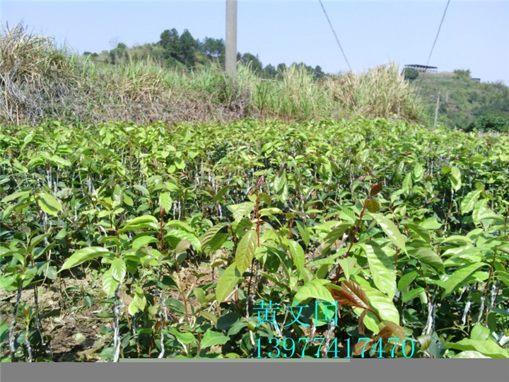 红花油茶嫁接苗1年苗 