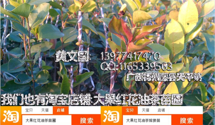 软枝油茶嫁接苗1年苗，岑溪软枝油茶嫁接苗 
