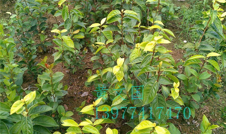 红花油茶嫁接苗2年苗 