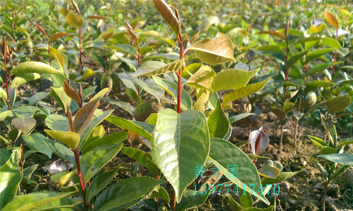 红花油茶实生苗-广西红花油茶实生苗价格 
