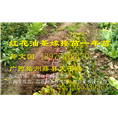 广西大果红花油茶嫁接苗供应@行情