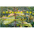 广西大果红花油茶嫁接苗价格-批发