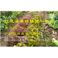 广西大果红花油茶嫁接苗批发-价格