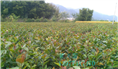 红花油茶实生苗-广西红花油茶实生苗价格 