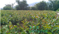 软枝油茶实生苗-广西软枝油茶实生苗价格 