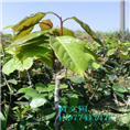 红花油茶嫁接苗1年苗 
