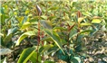 红花油茶实生苗-广西红花油茶实生苗价格 