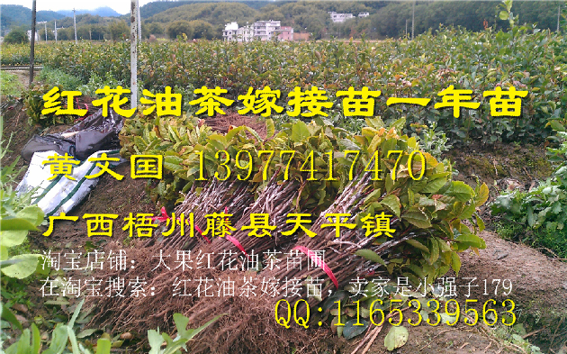 广西大果红花油茶嫁接苗供应@行情