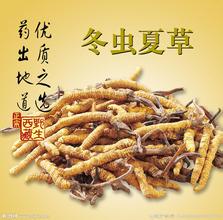 西安回收烟酒礼品冬虫夏草-价格实在 