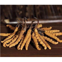 重庆虫草回收价格