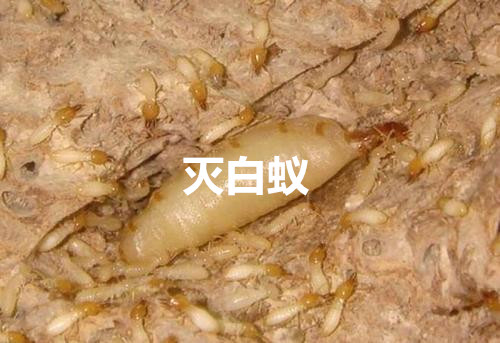 海口灭白蚁价格 
