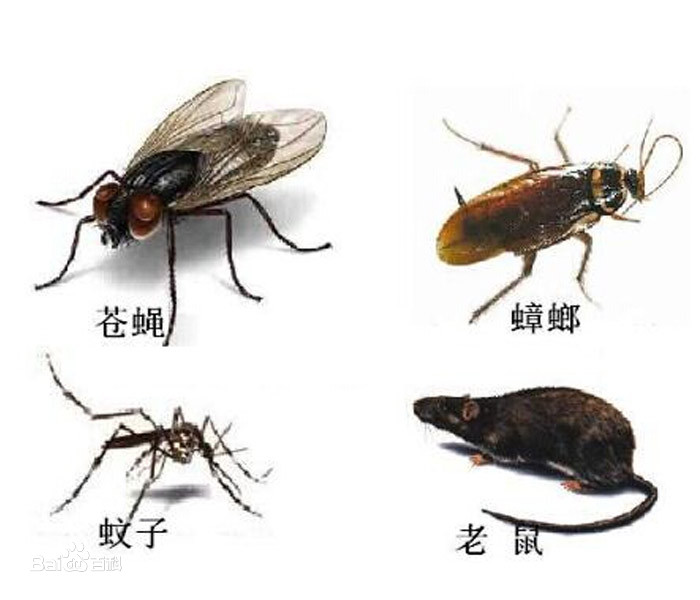 海口专业灭四害 