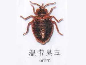 海口灭臭虫 