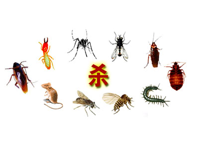 海口灭四害公司 