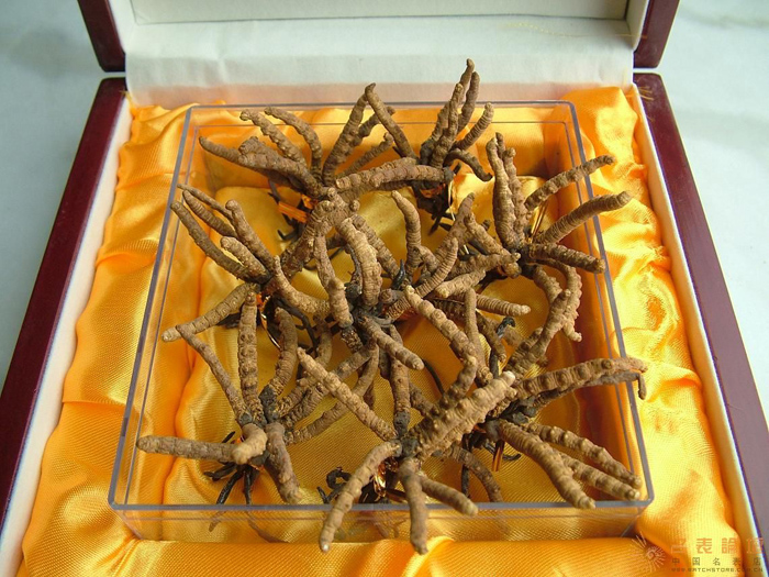 乌鲁木齐哪有回收虫草 