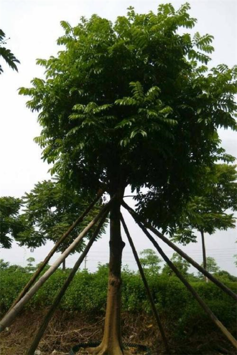 海南仁面子树 