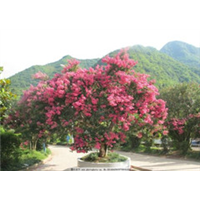 海南红花紫荆 
