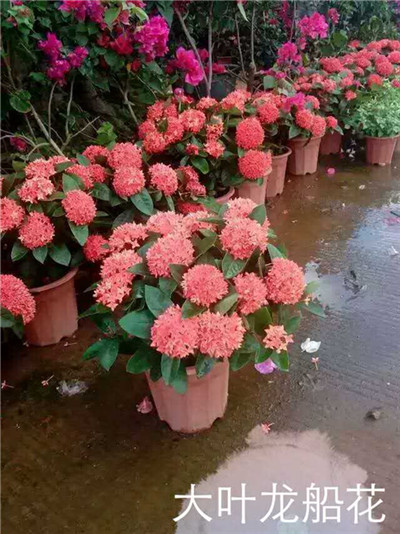 海南大叶龙船花 