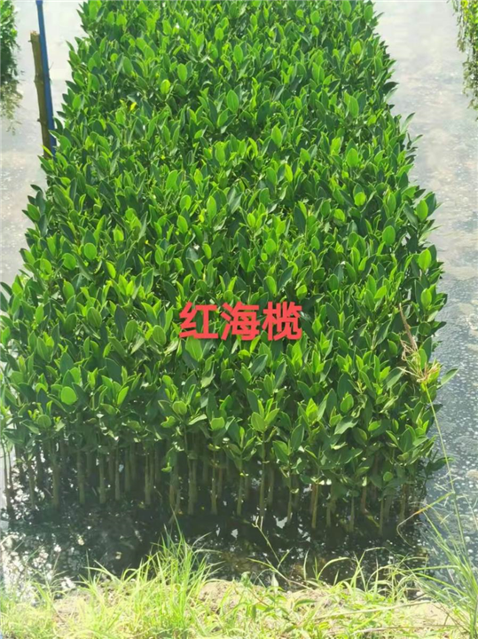 海南红海榄
