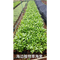 海南草海棠 
