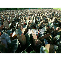海南黑金刚 