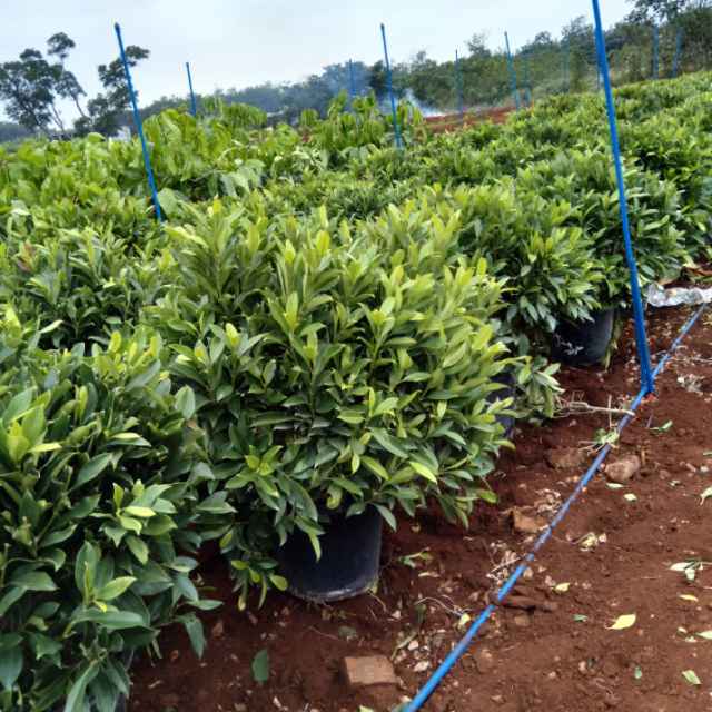 海南非洲茉莉 