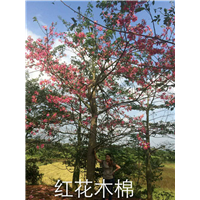 海南红花木棉树 