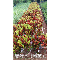 海南变叶木 