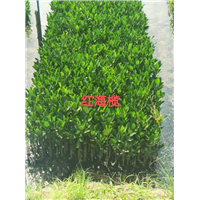海南红海榄