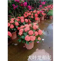 海南大叶龙船花 