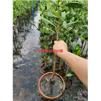 海南桐花树