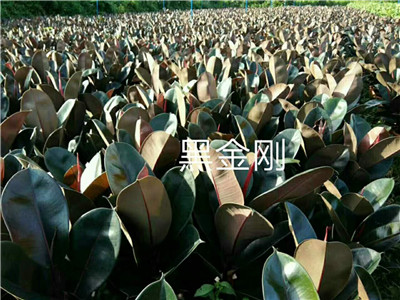 海南黑金刚 