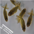 金鱼水花/2015年金鱼水花苗批发 