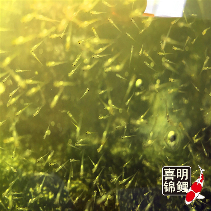 2022年锦鲤鱼苗水花预定中