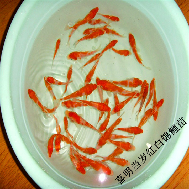 夏季锦鲤夏花 