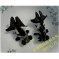 熊猫金鱼/观赏鱼熊猫金鱼养殖 