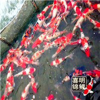 小区景观观赏鱼锦鲤投放放养养殖 